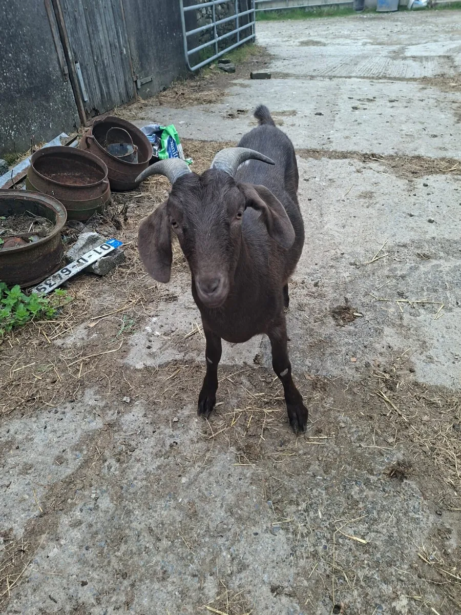 1 yr old wether goat - Image 2