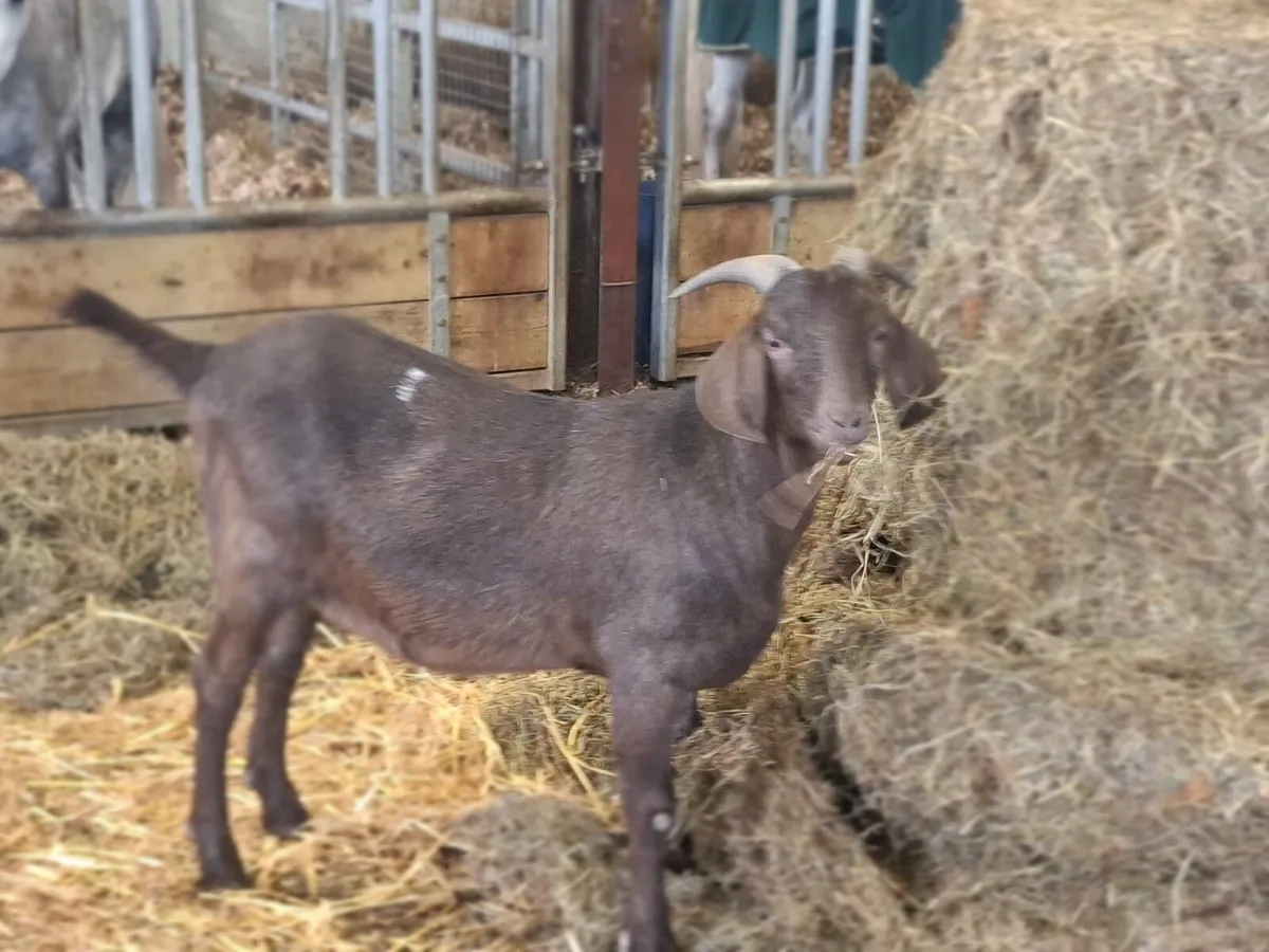 1 yr old wether goat - Image 3