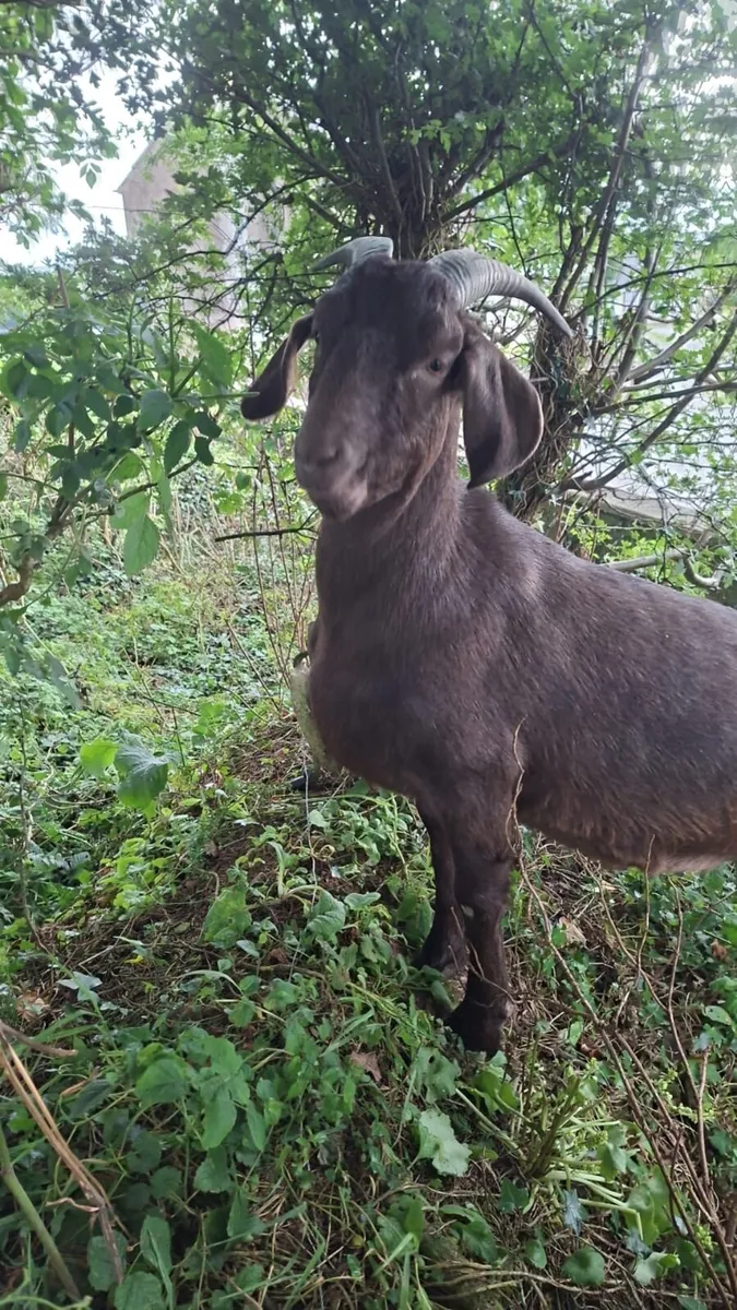 1 yr old wether goat - Image 4