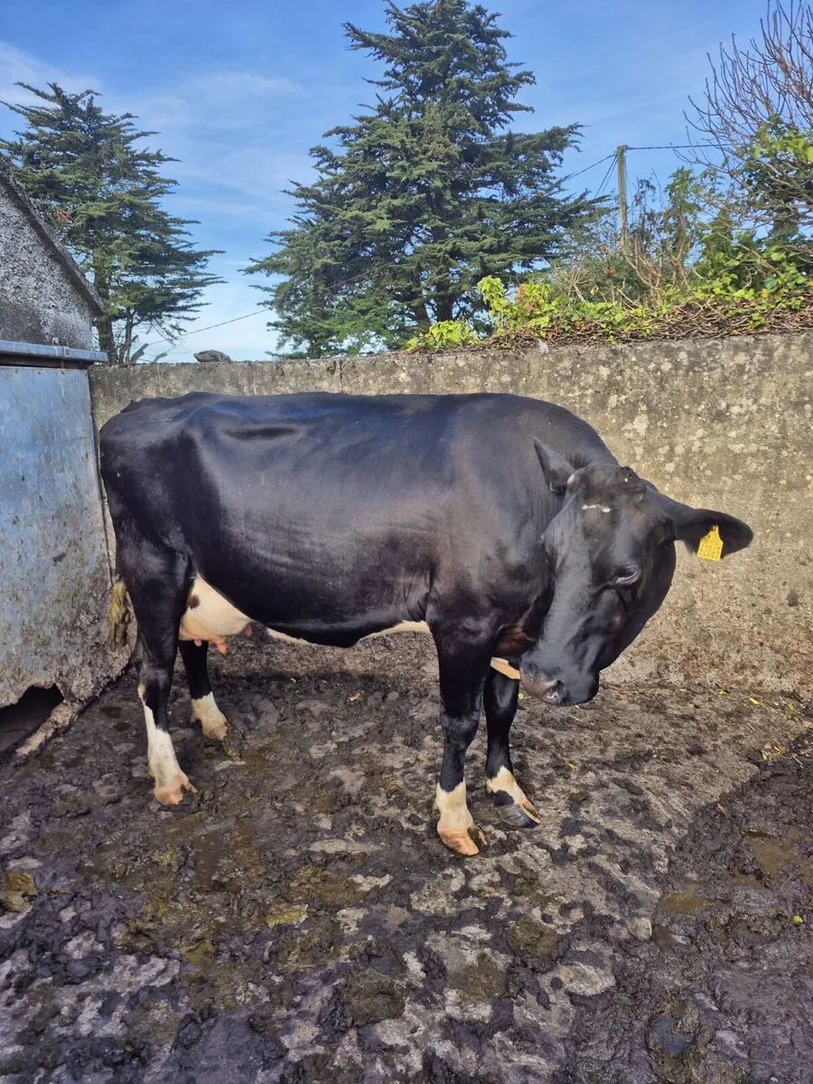 Dairy & Machinery Clearance Sale - Image 1