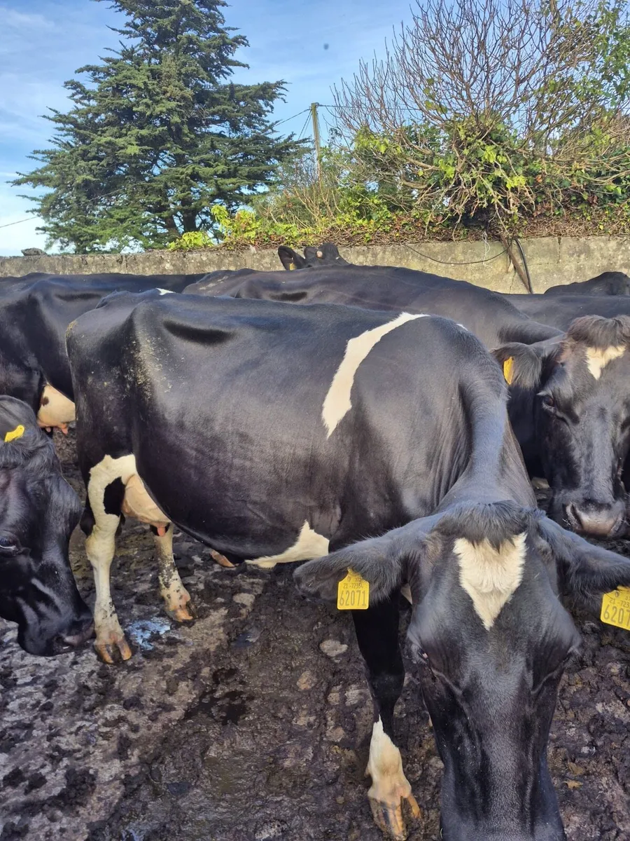 Dairy & Machinery Clearance Sale - Image 2