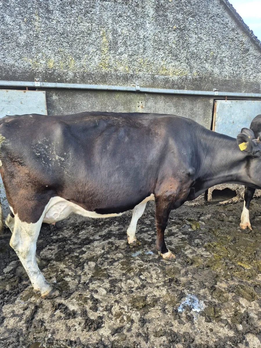 Dairy & Machinery Clearance Sale - Image 3