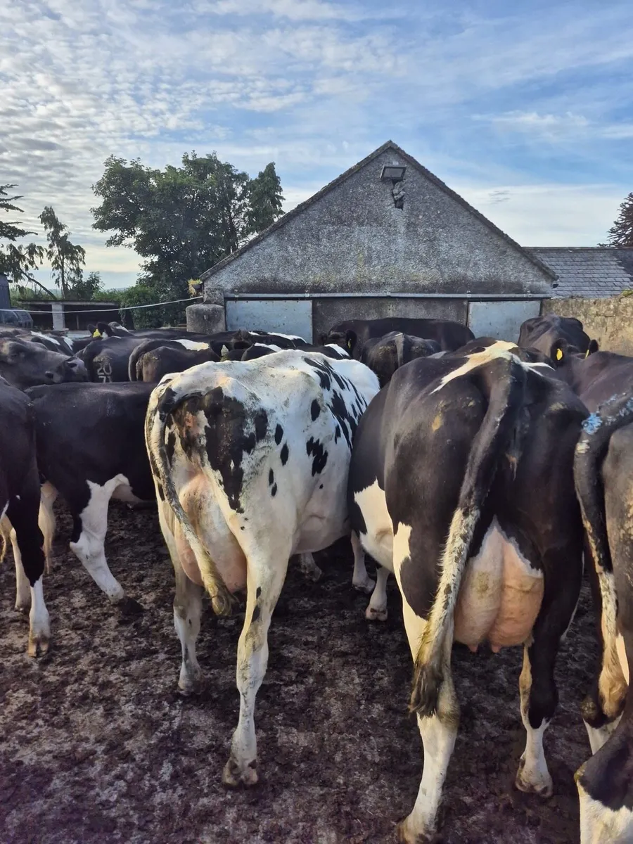 Dairy & Machinery Clearance Sale - Image 4