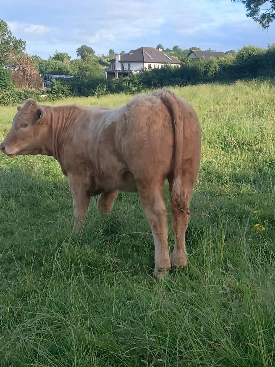Top quality weanlings- carrigallen mart 04th july - Image 2