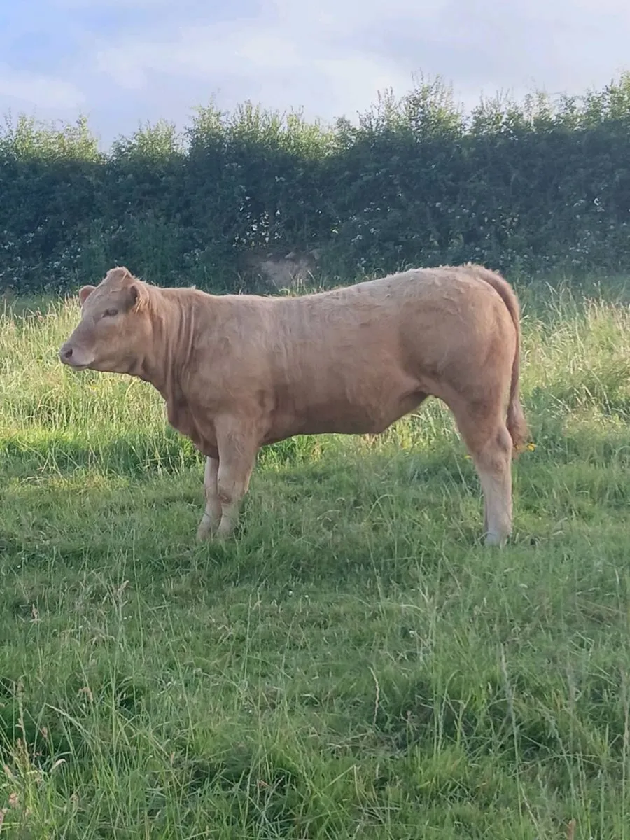 Top quality weanlings- carrigallen mart 04th july - Image 1
