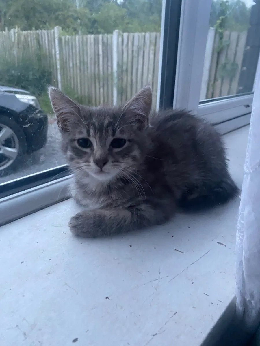 2 kittens for sale grey and brown striped - Image 1