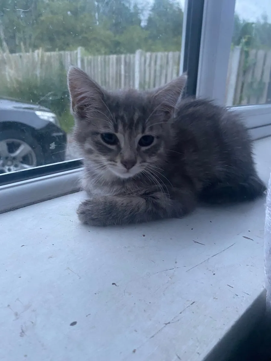 2 kittens for sale grey and brown striped - Image 2