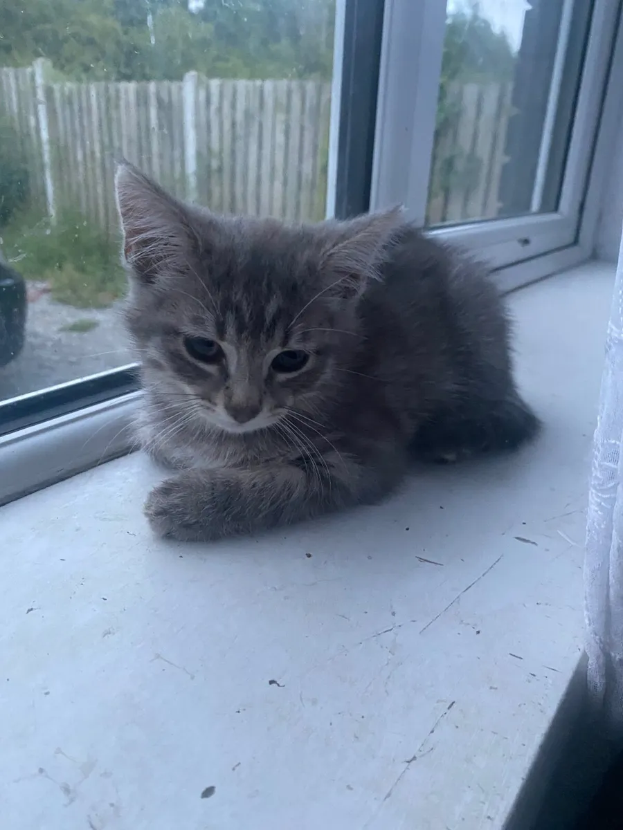 2 kittens for sale grey and brown striped - Image 3