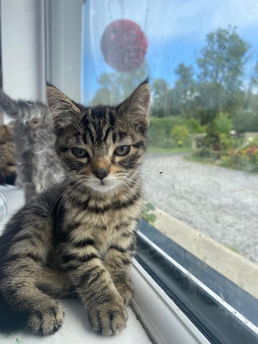 2 kittens for sale grey and brown striped - Image 4