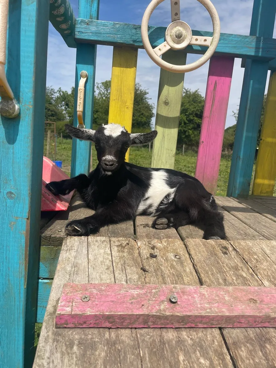 Female Pygmy goat - Image 1