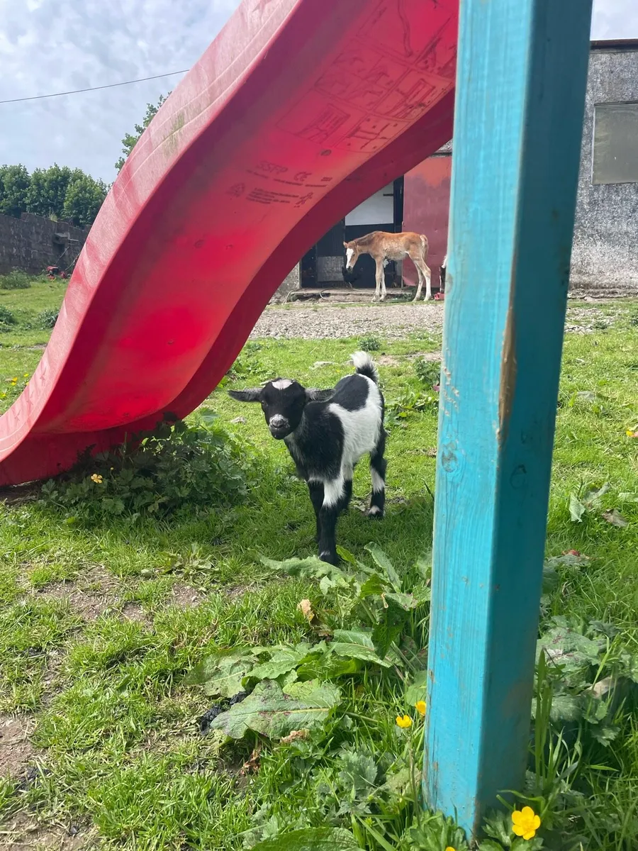 Female Pygmy goat - Image 2