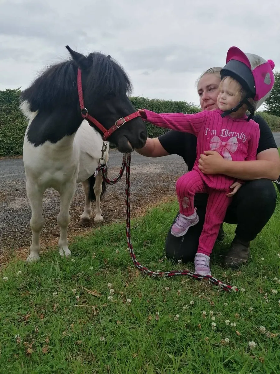 9hh Shetland gelding - Image 4