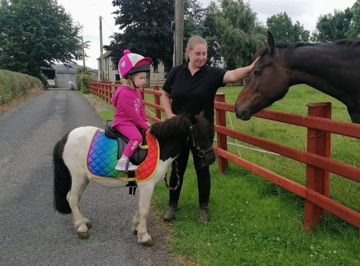 9hh Shetland gelding - Image 1