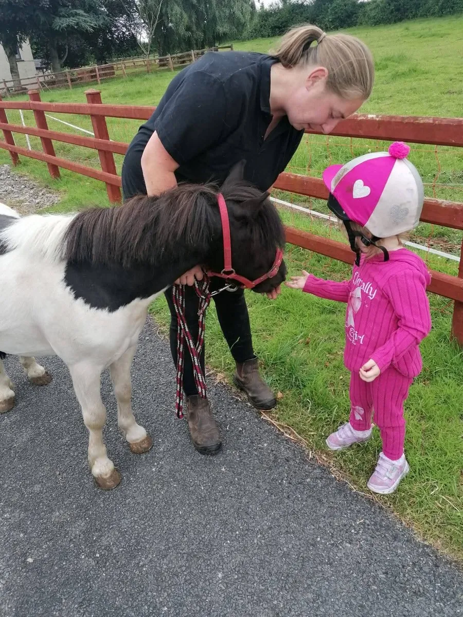 9hh Shetland gelding - Image 2