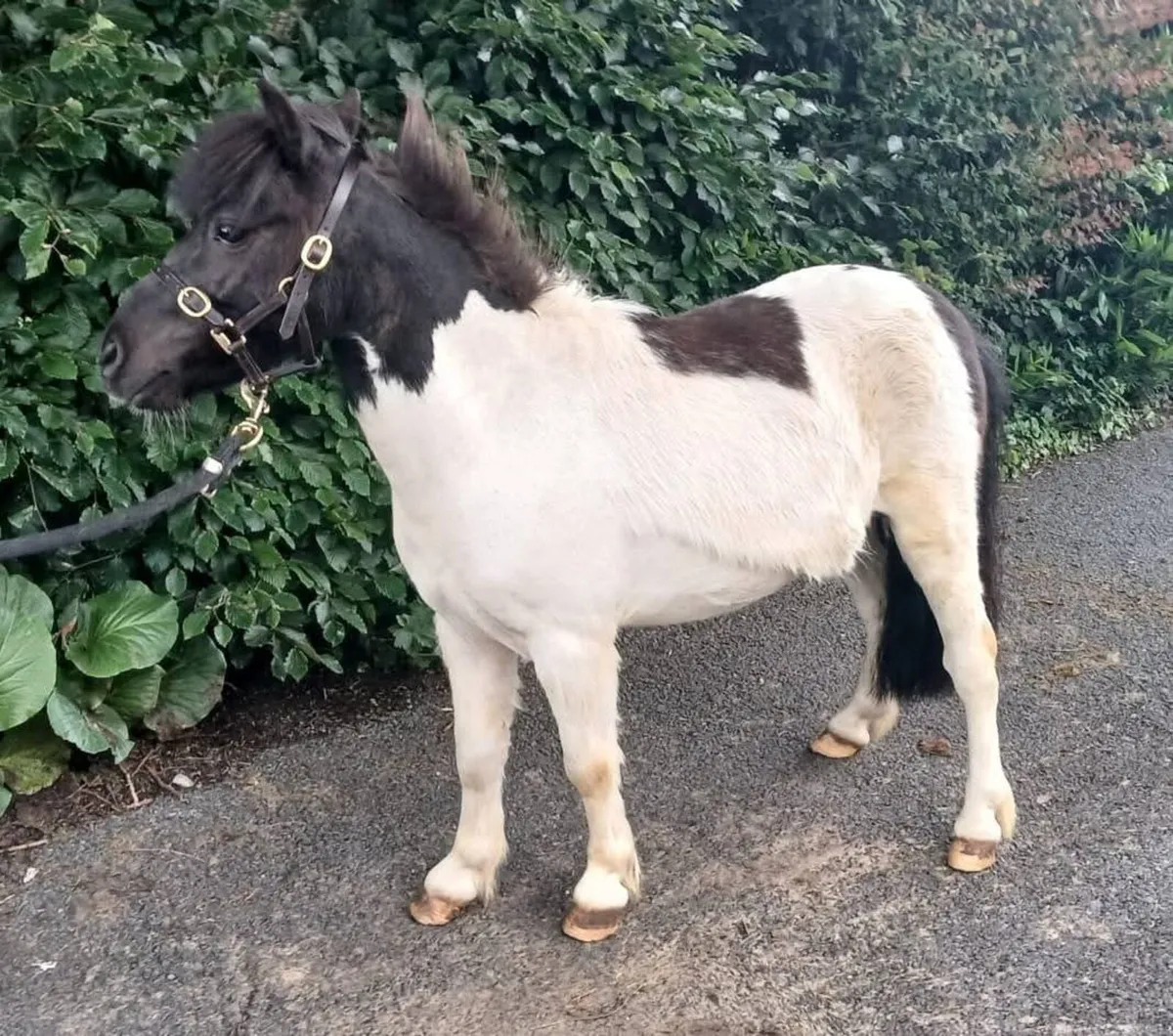 9hh Shetland gelding - Image 3