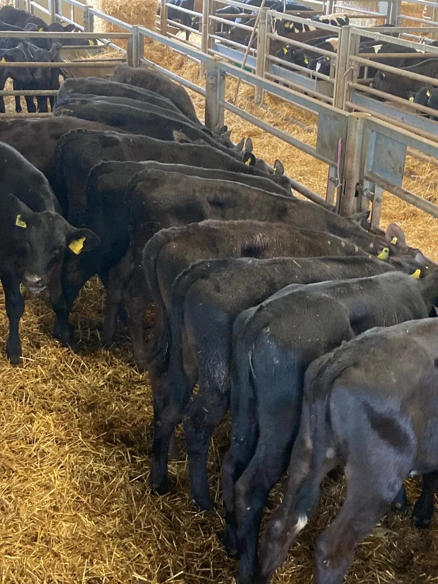 Angus heifers. - Image 1