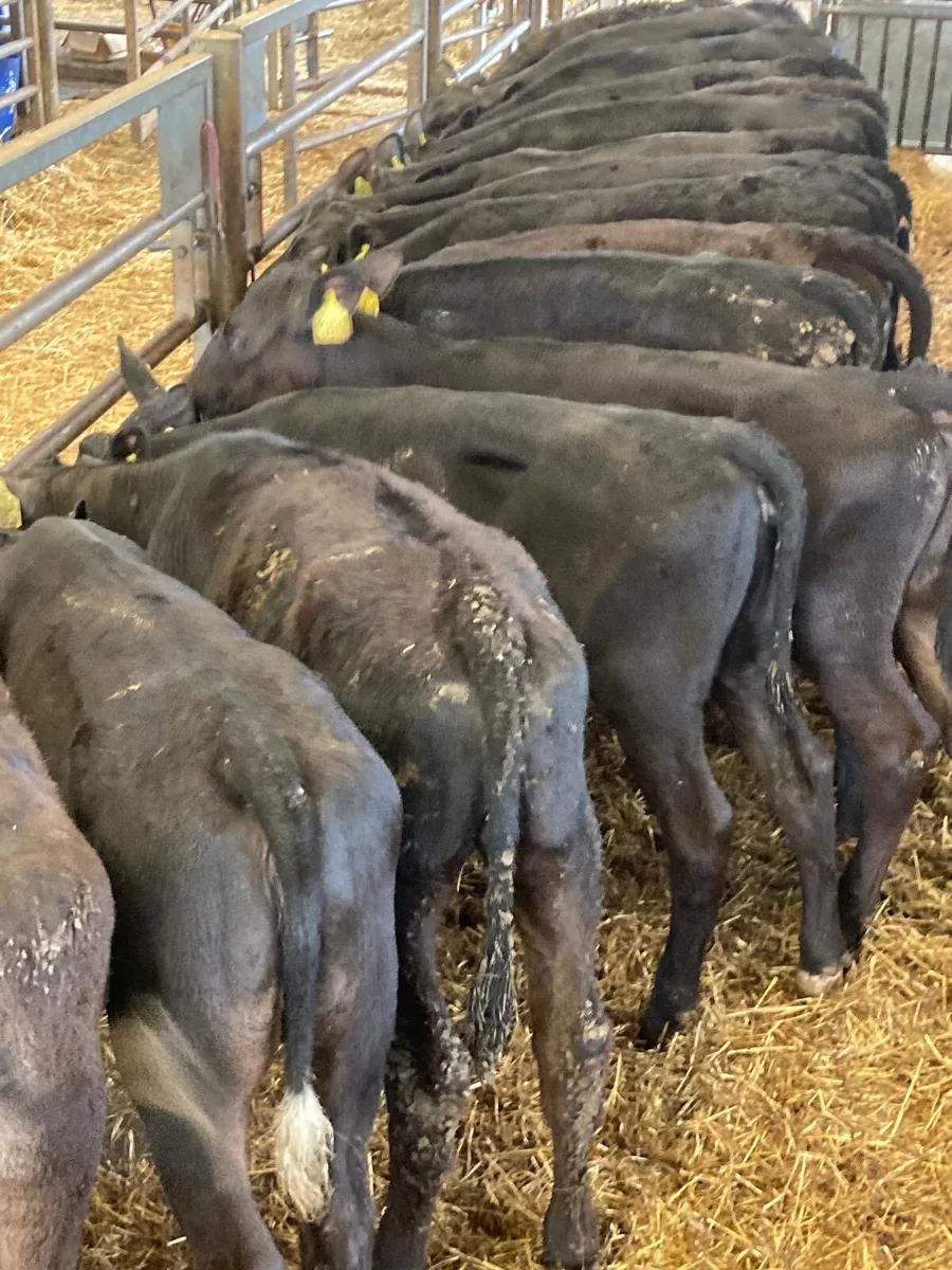 Angus heifers. - Image 2