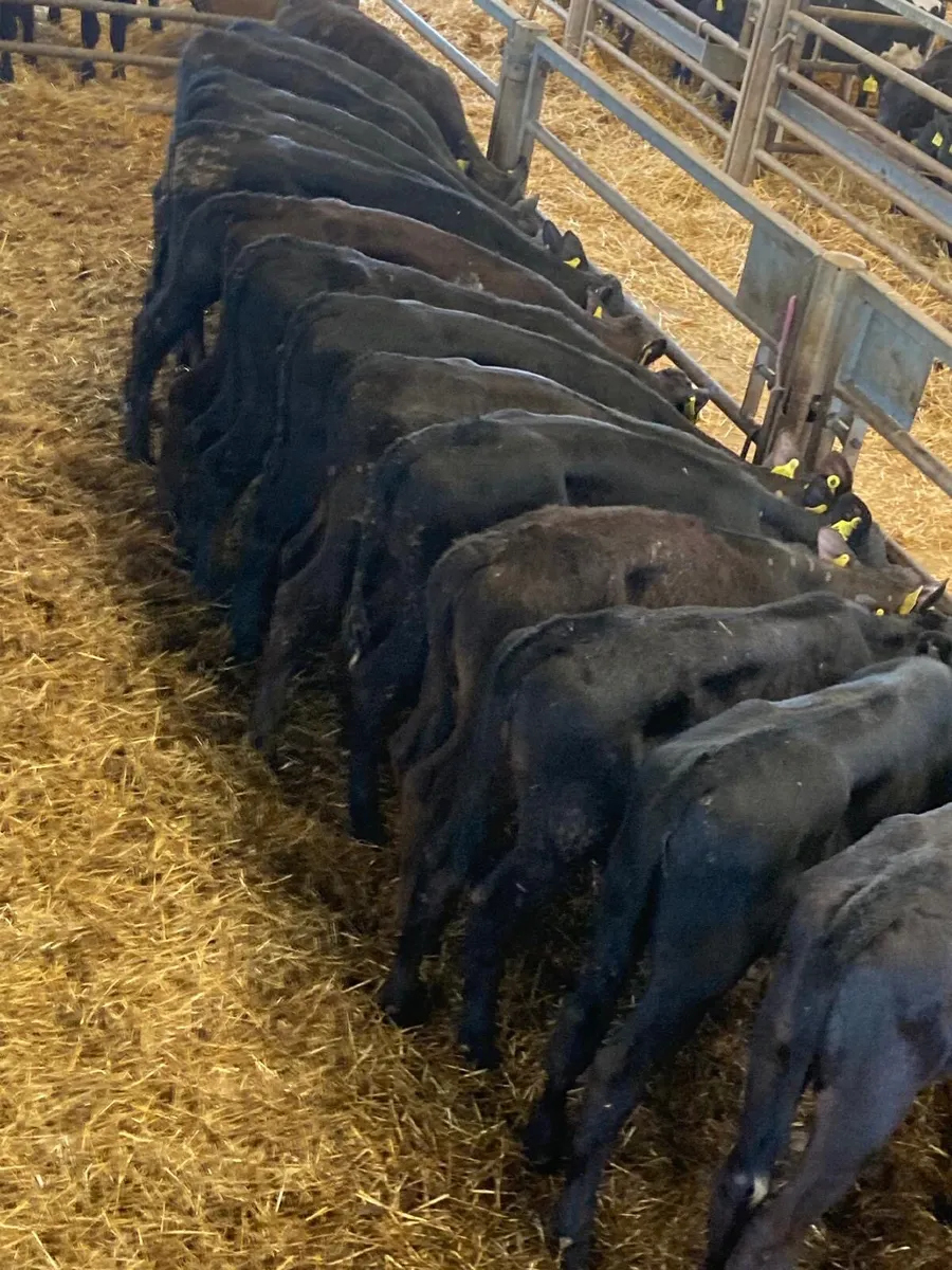 Angus heifers. - Image 3