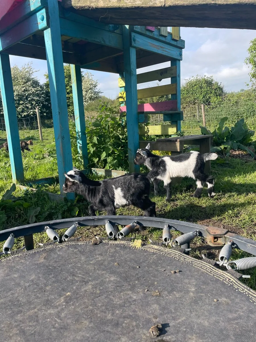 Female Pygmy goat - Image 3