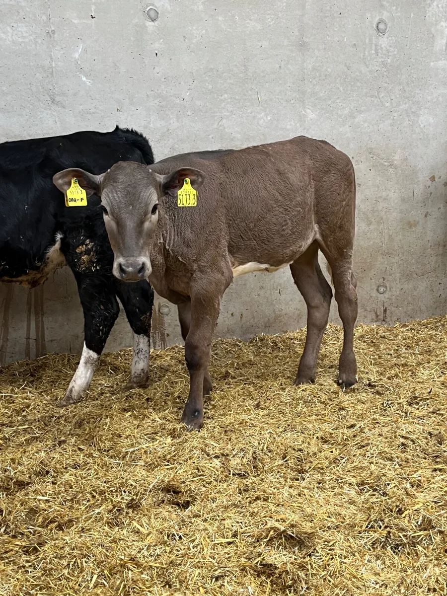 3 Reared Heifers - Image 4