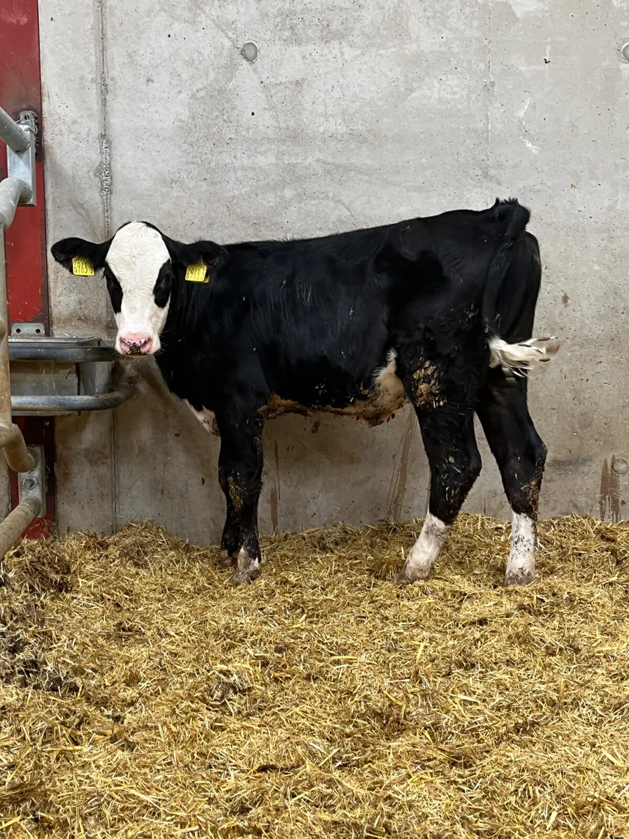 3 Reared Heifers - Image 3