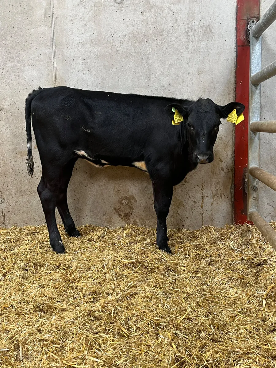 3 Reared Heifers - Image 2