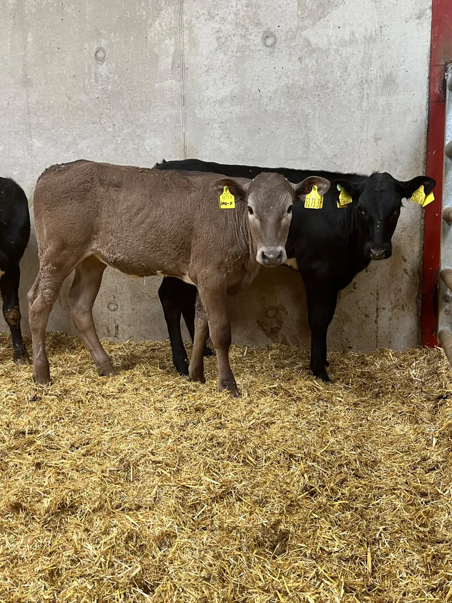 3 Reared Heifers - Image 1