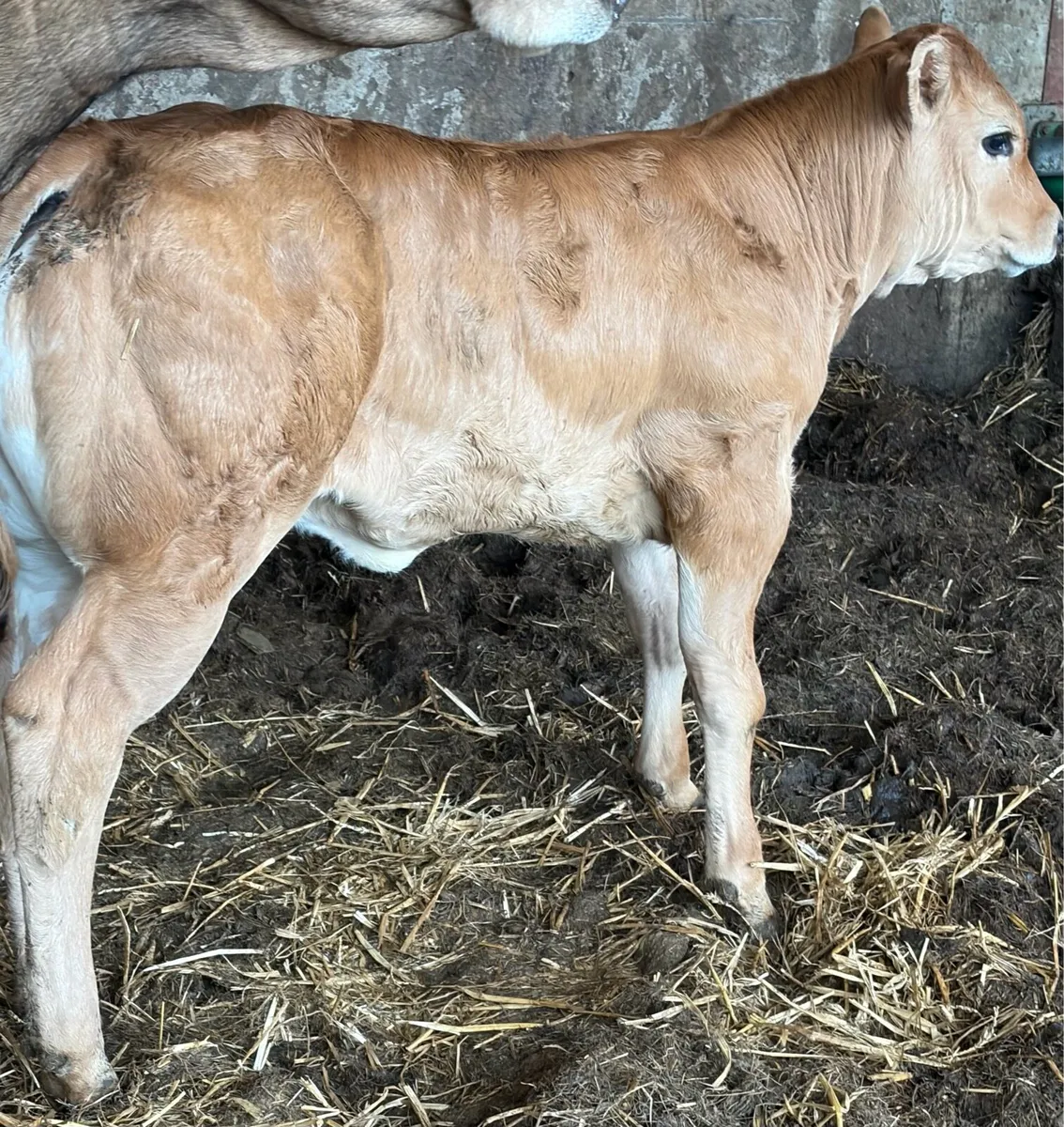 **** Super Heifer Calf **** - Image 1