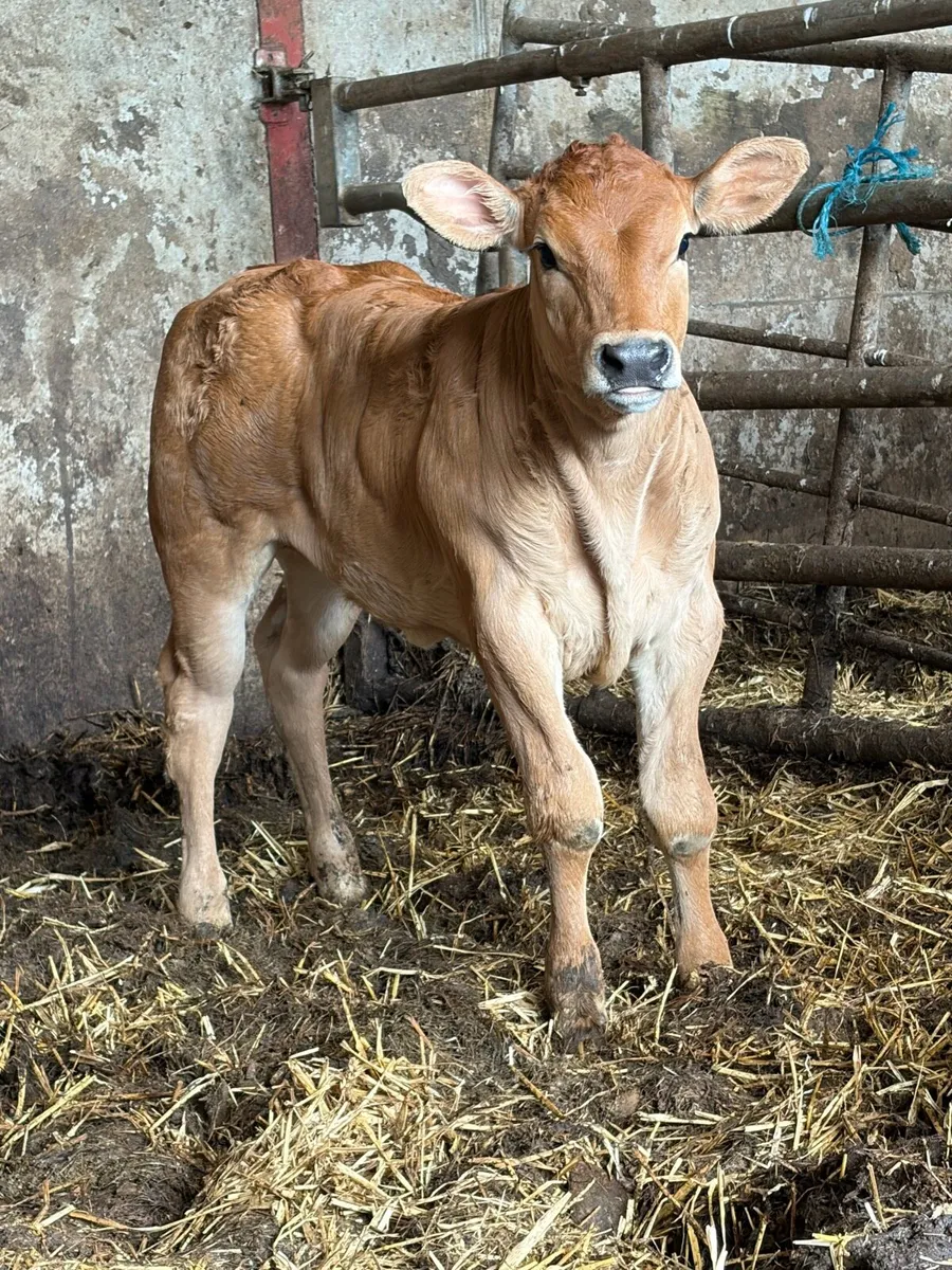 **** Super Heifer Calf **** - Image 2