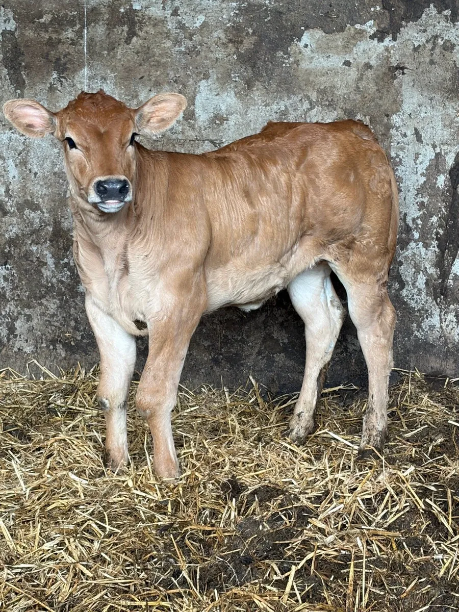 **** Super Heifer Calf **** - Image 3