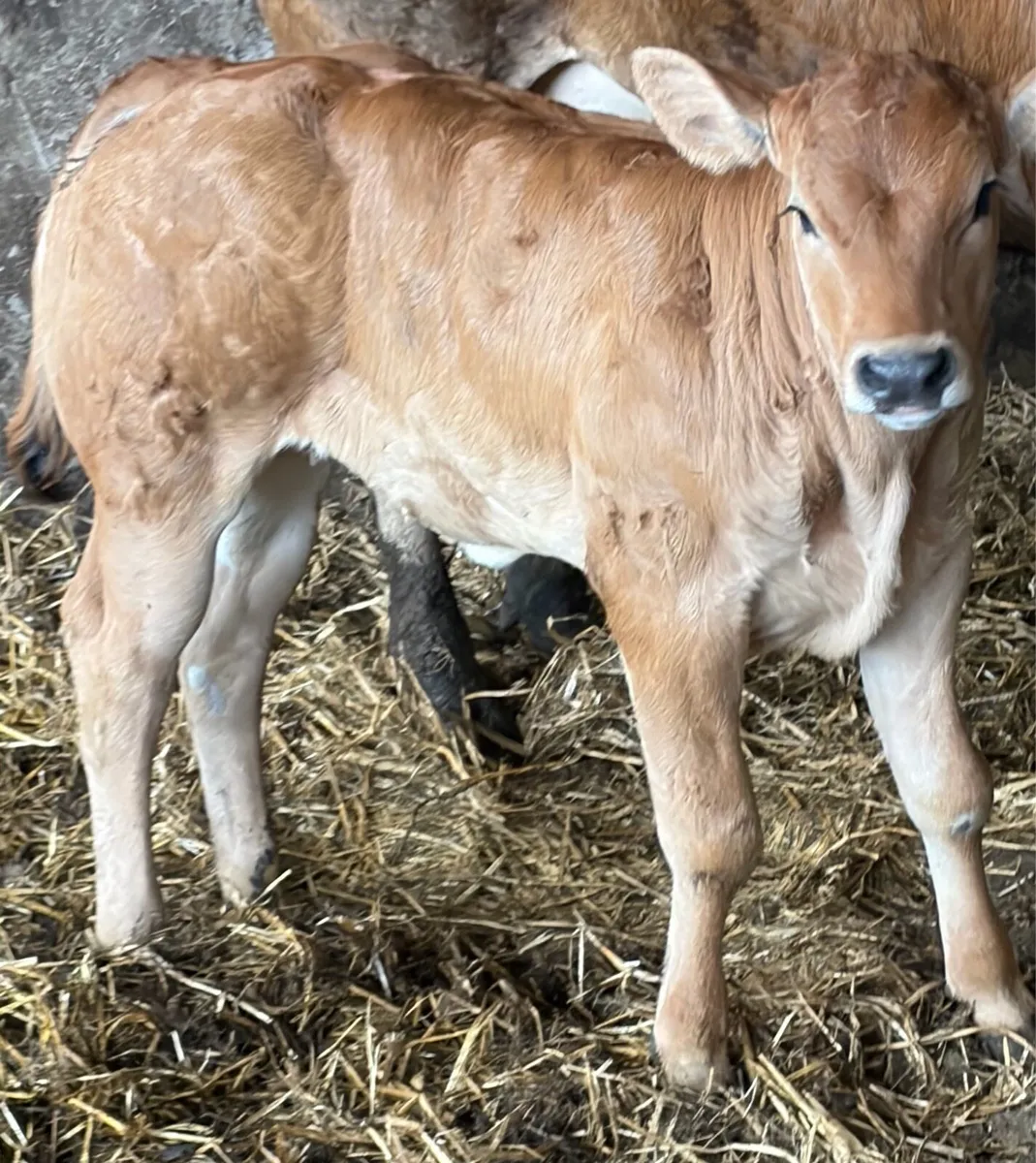 **** Super Heifer Calf **** - Image 4