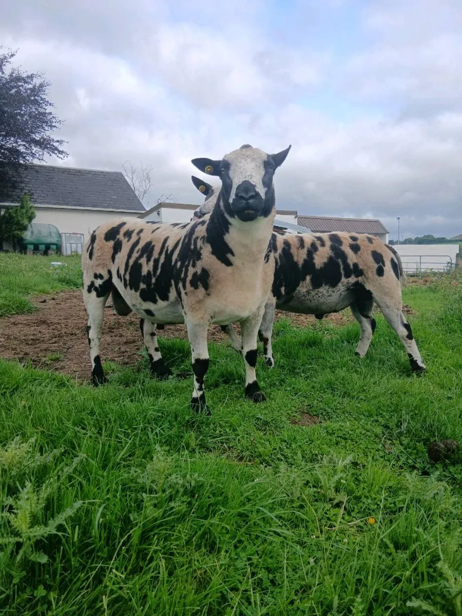 Hogget ram - Image 1