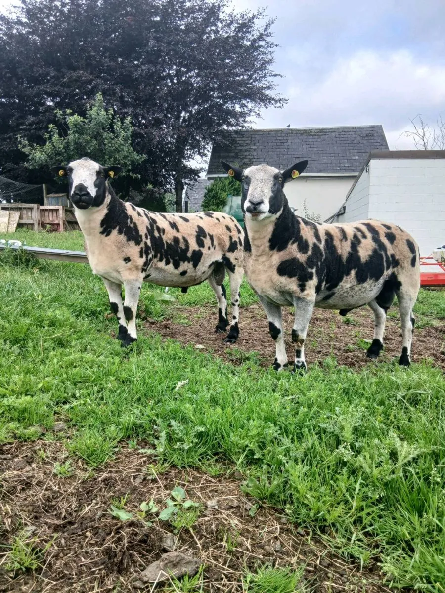 Hogget ram - Image 2