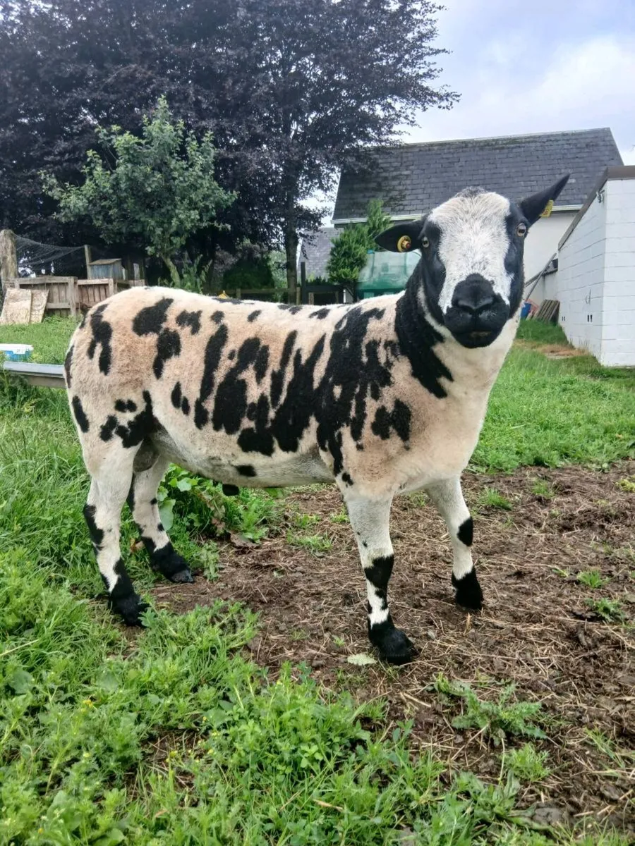 Hogget ram - Image 4