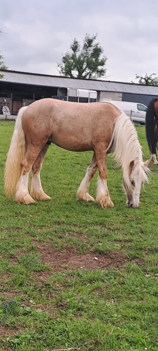 2 year old colt - Image 1