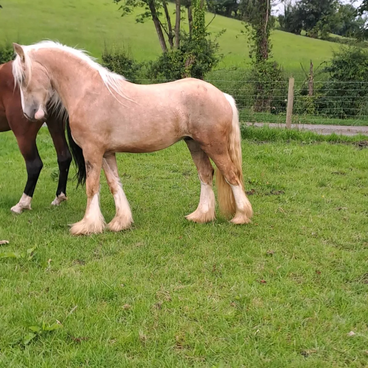 2 year old colt - Image 2