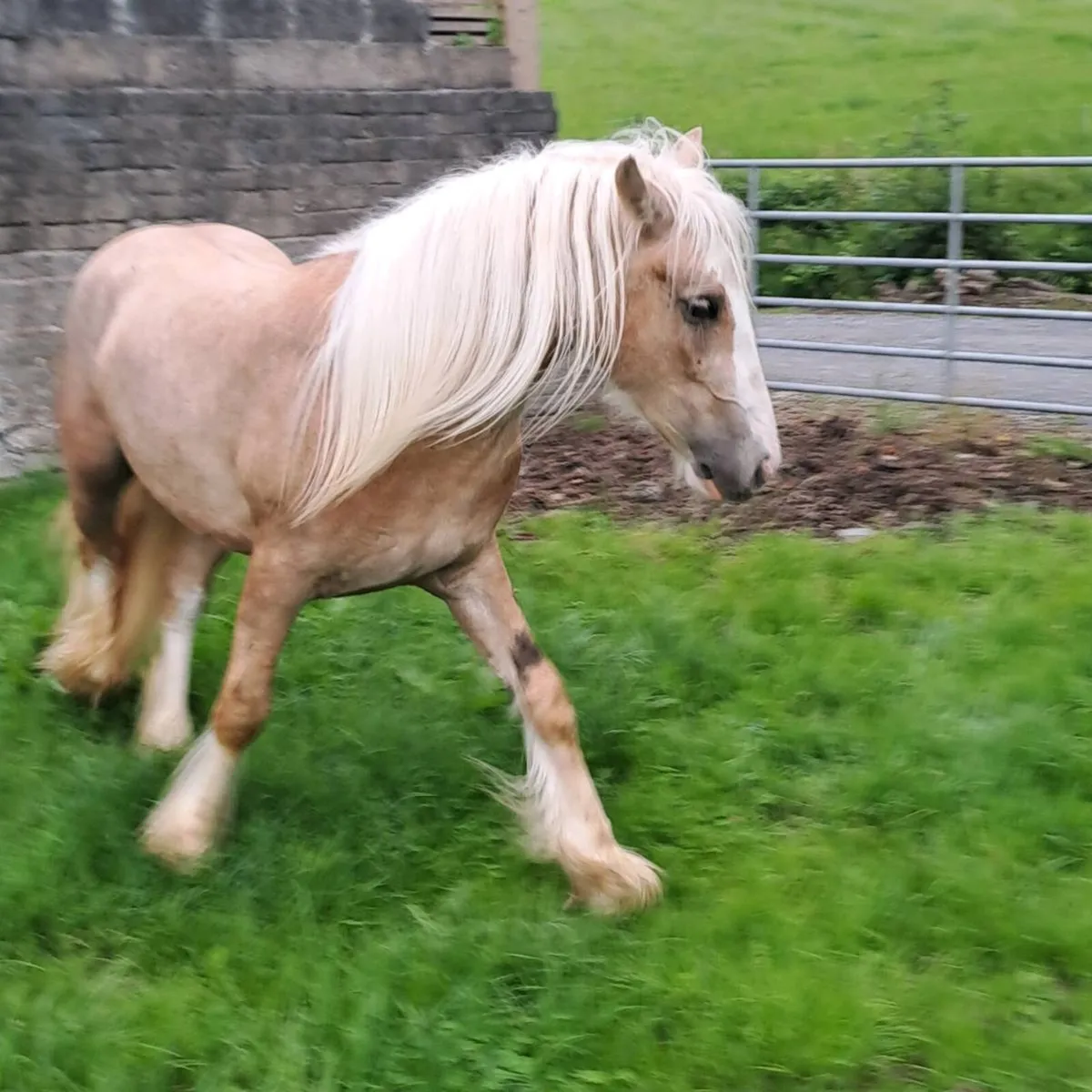 2 year old colt - Image 3