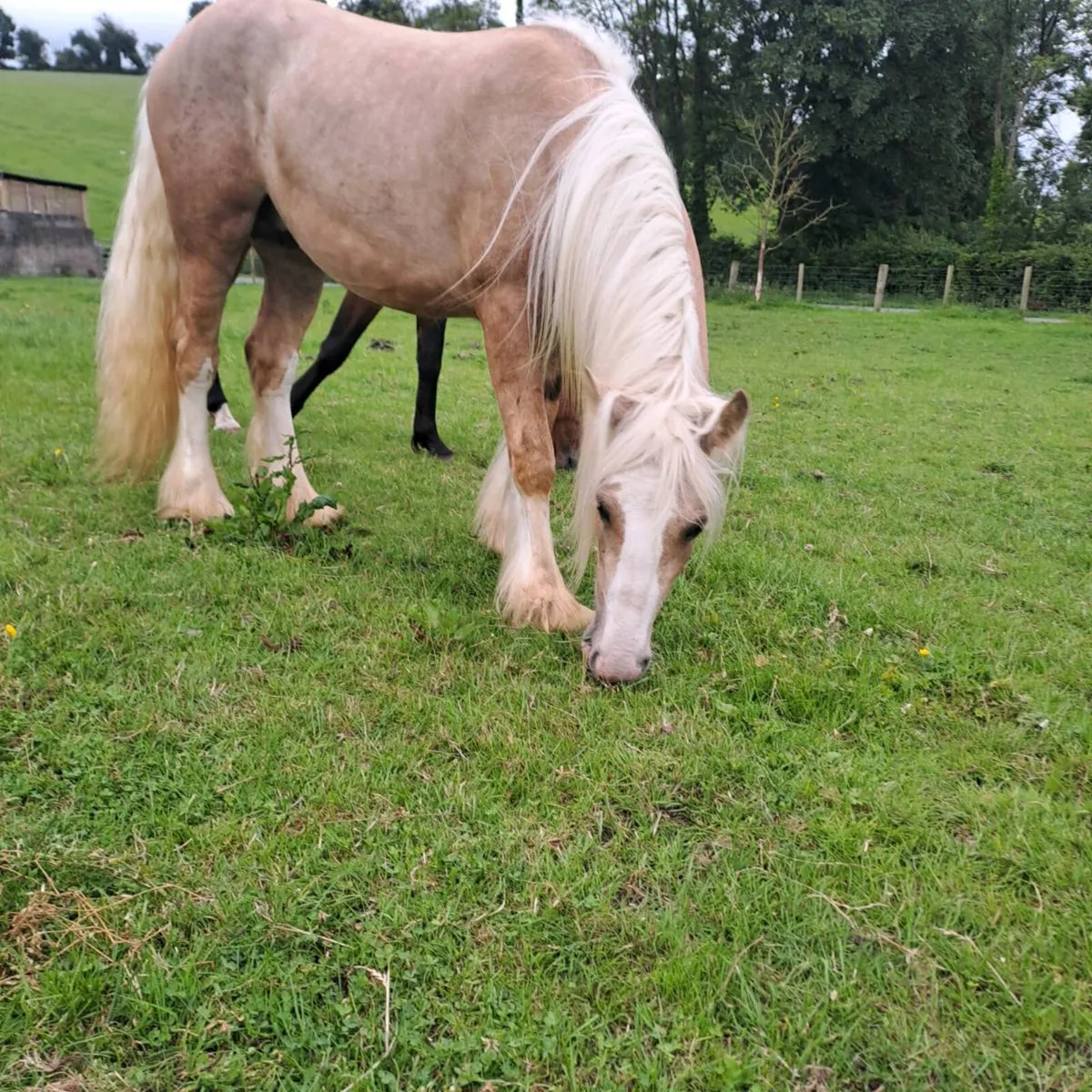 2 year old colt - Image 4
