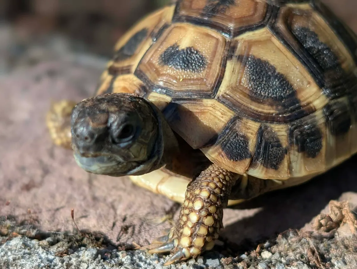 Herman's Tortoises - Image 2