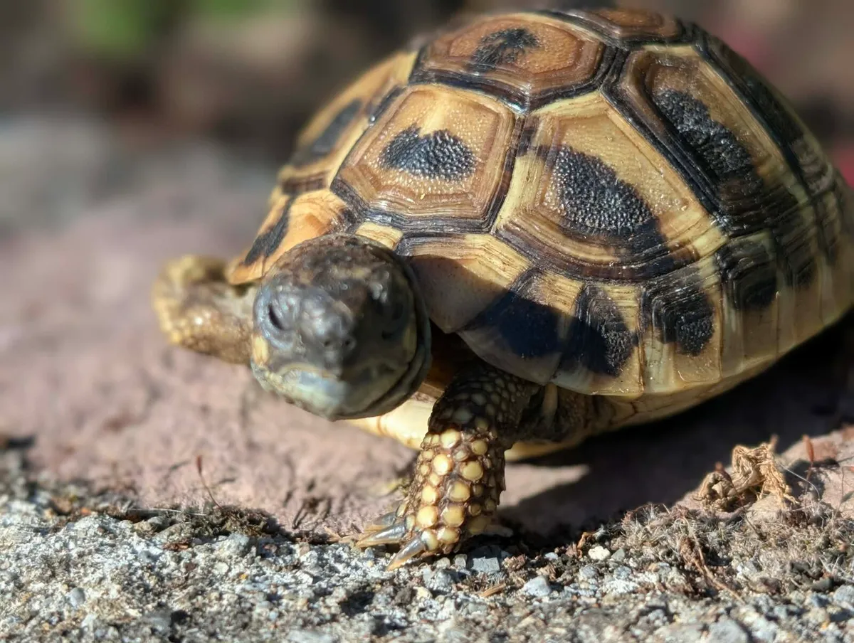 Herman's Tortoises - Image 3