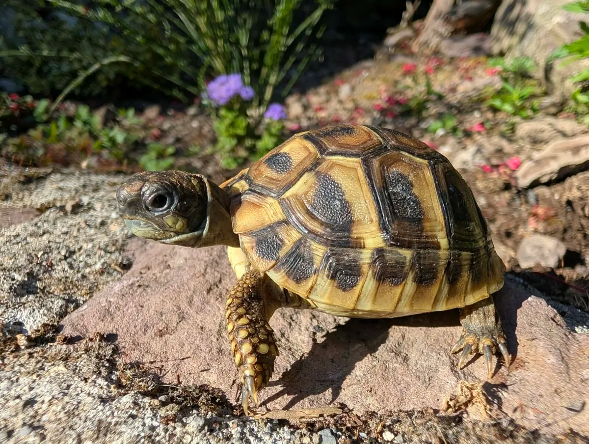 Herman's Tortoises - Image 1