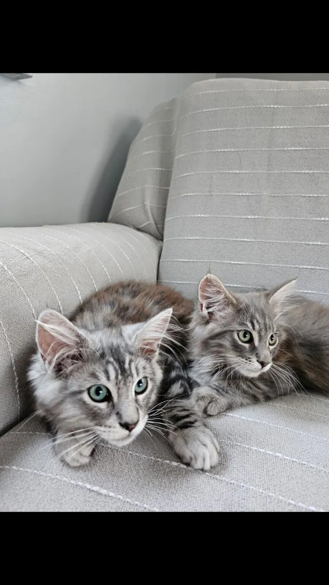 Maine coon kittens - Image 2