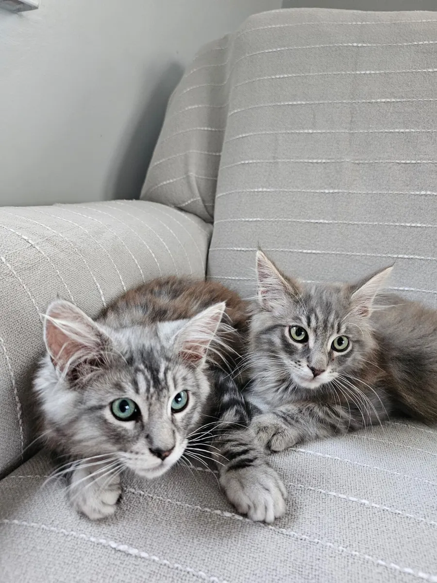 Maine coon kittens - Image 1
