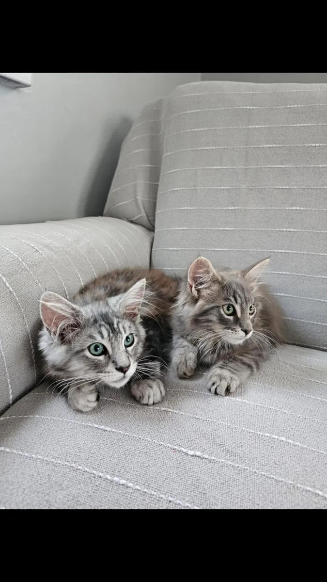 Maine coon kittens - Image 4