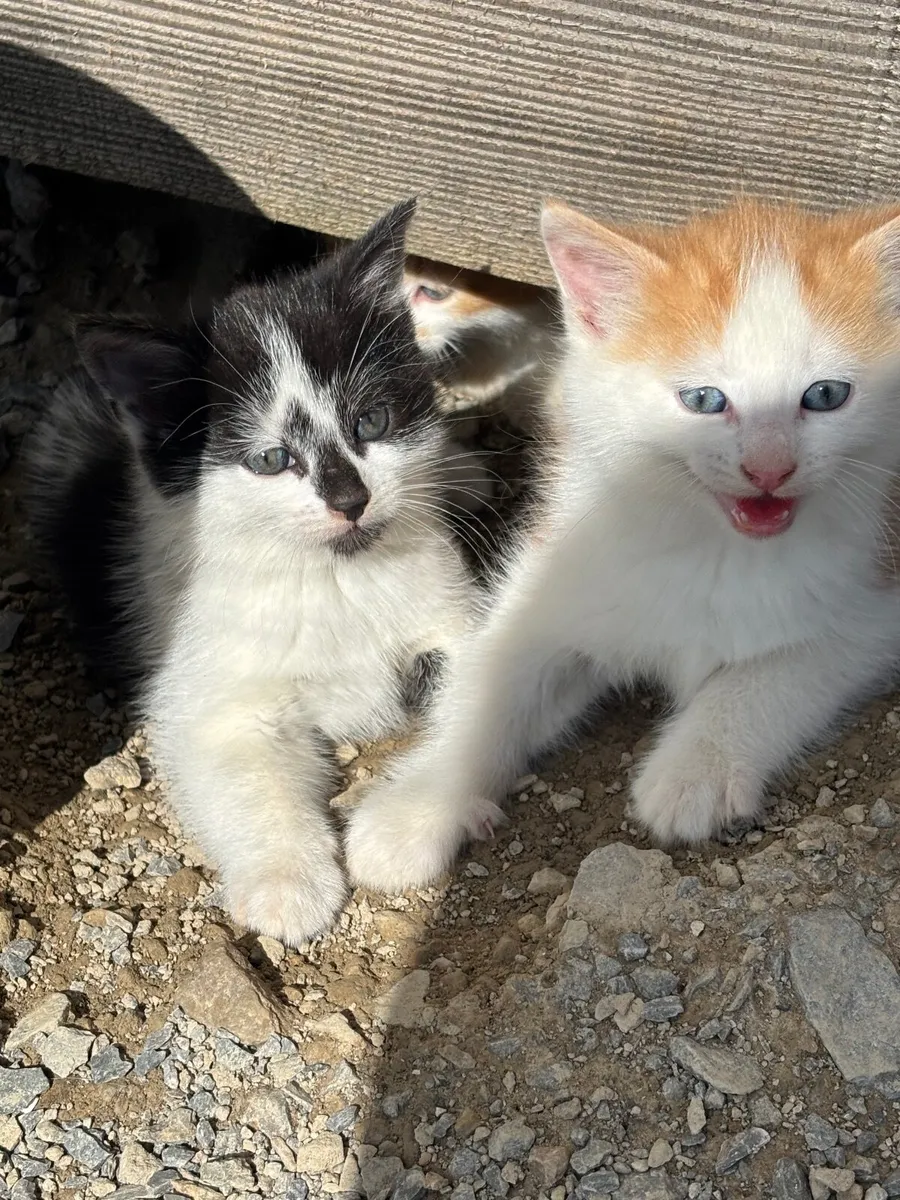 Adorable Rare-Coloured Kittens - Image 2