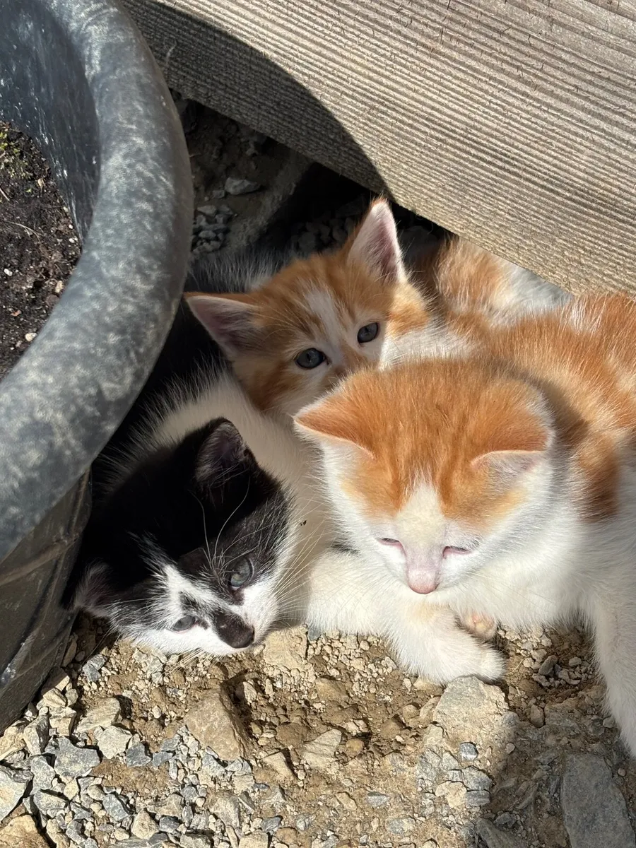 Adorable Rare-Coloured Kittens - Image 3