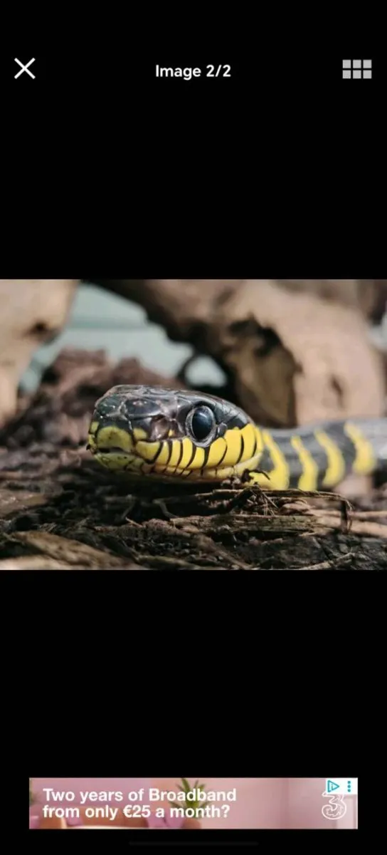 Male Mangrove adult Snake - Image 2