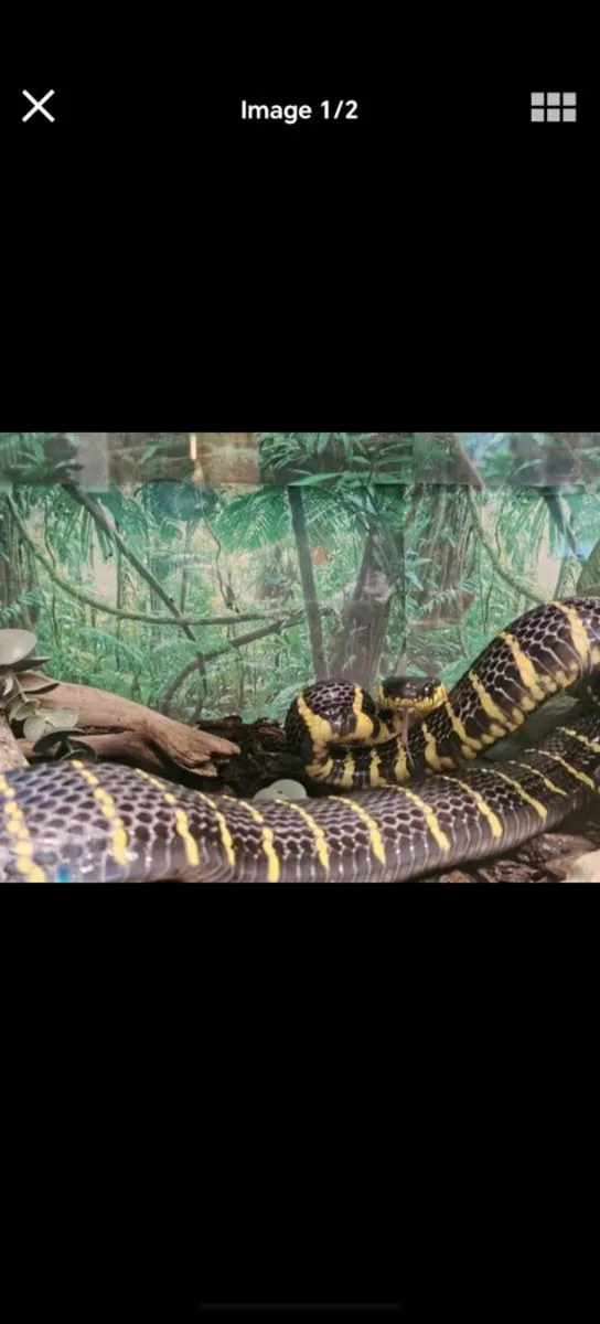 Male Mangrove adult Snake - Image 1