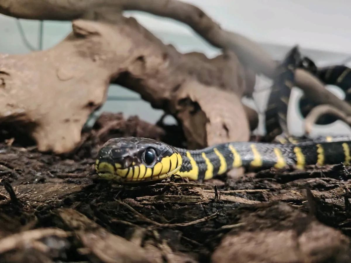 Male Mangrove adult Snake - Image 3