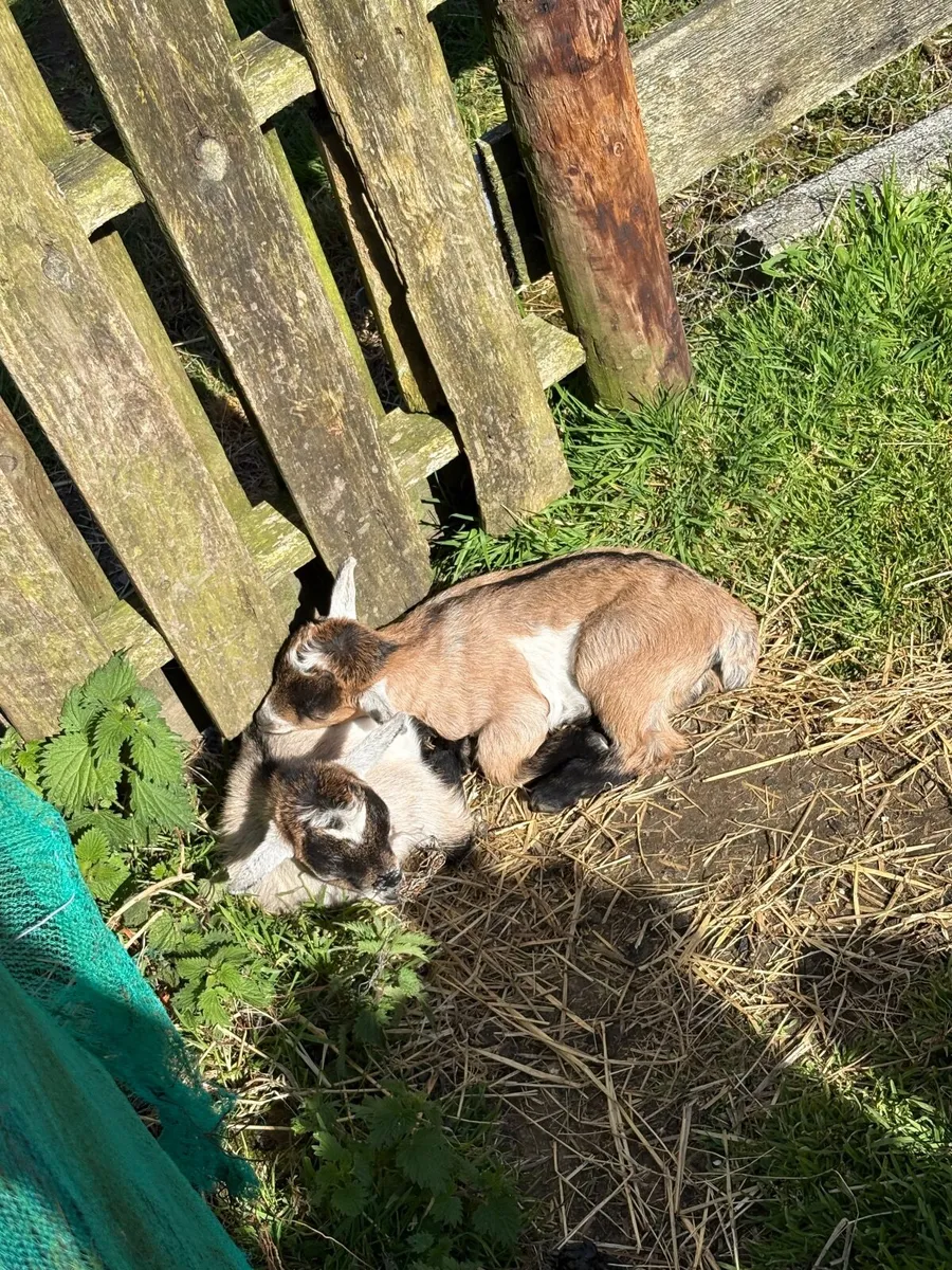 Pygmy goat - Image 1